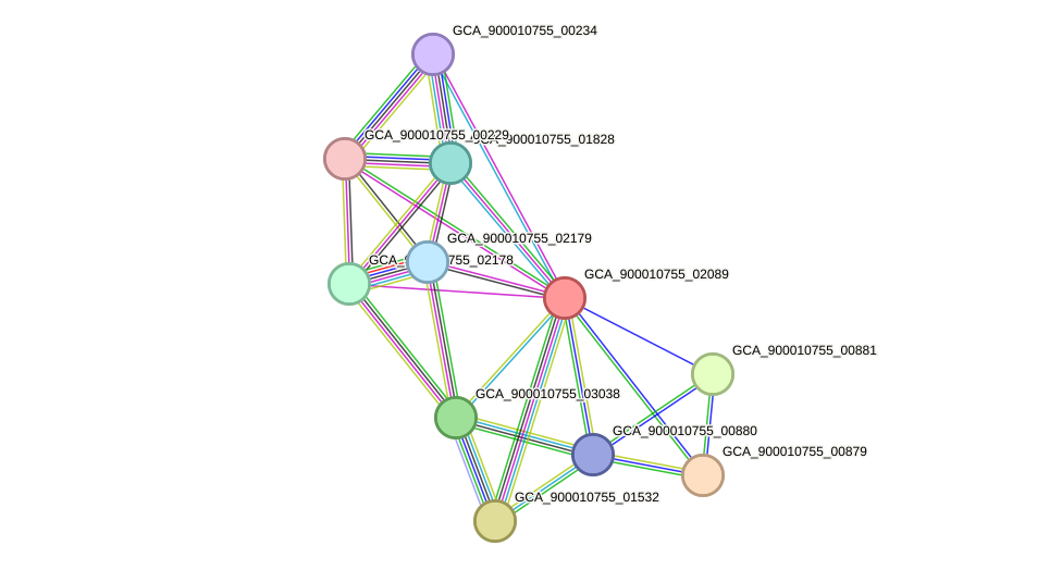 STRING protein interaction network