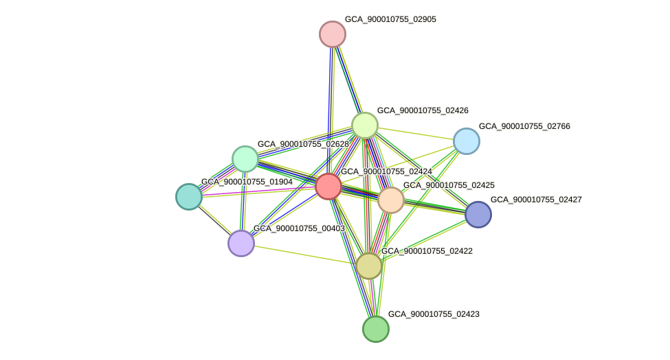 STRING protein interaction network