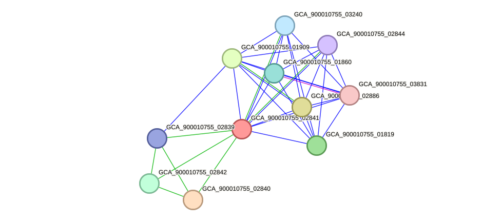 STRING protein interaction network