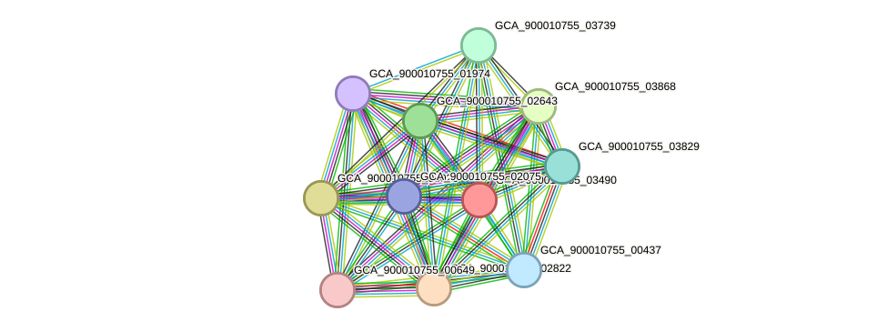 STRING protein interaction network