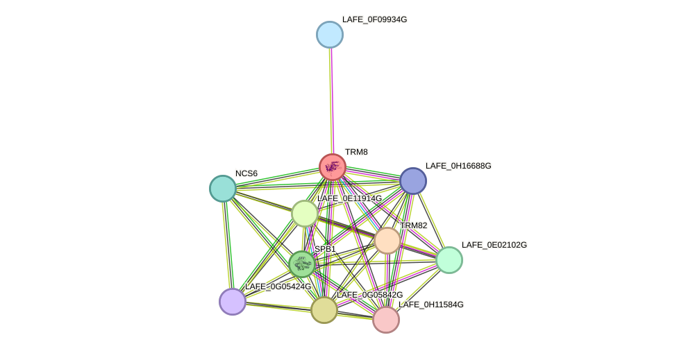 STRING protein interaction network