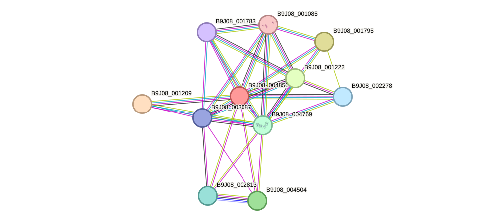 STRING protein interaction network