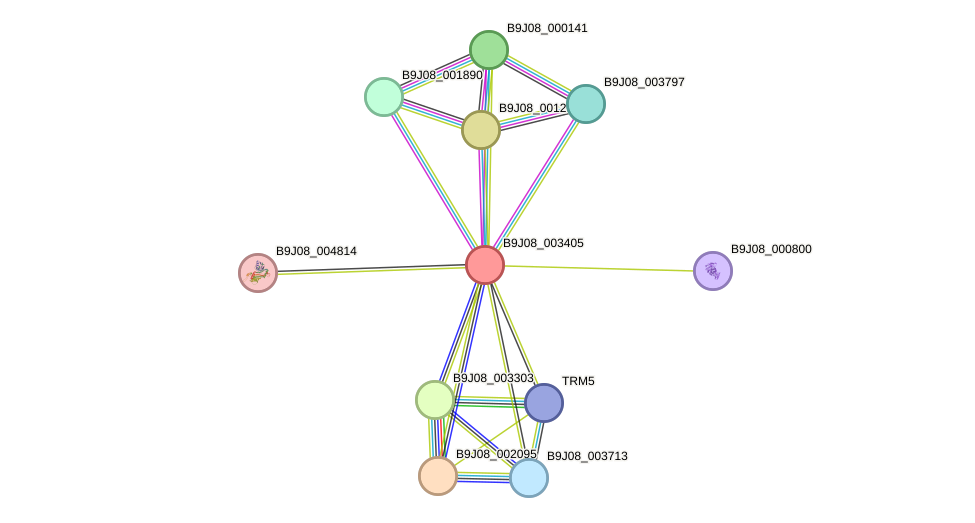 STRING protein interaction network