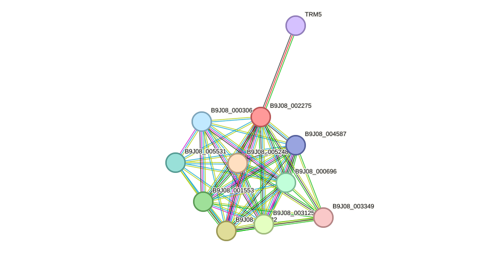 STRING protein interaction network