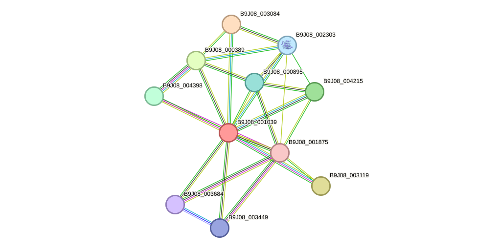 STRING protein interaction network