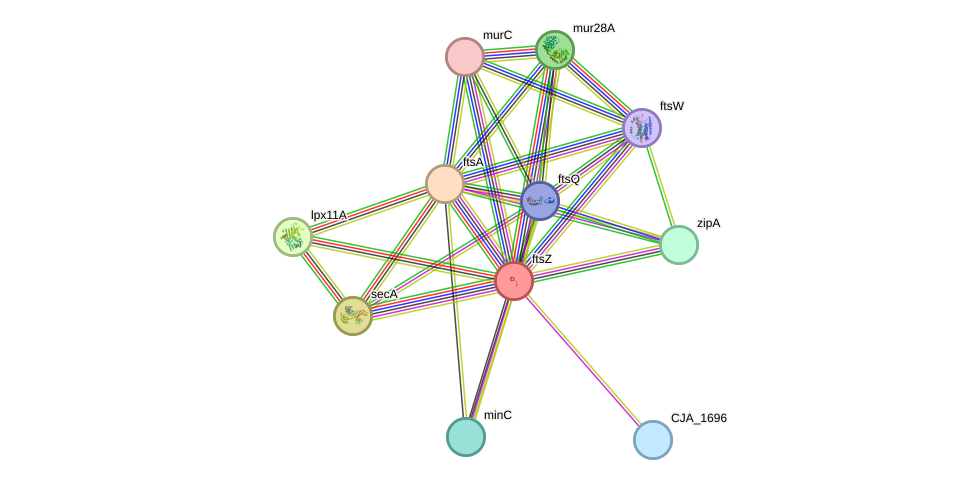 STRING protein interaction network