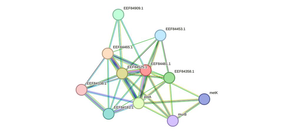 STRING protein interaction network