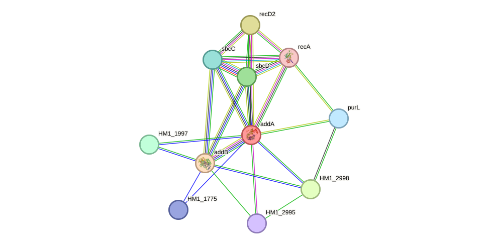 STRING protein interaction network