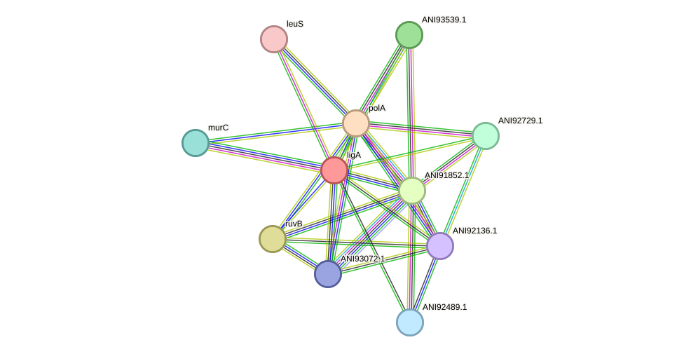 STRING protein interaction network