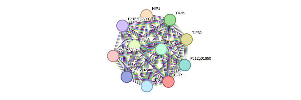 STRING protein interaction network