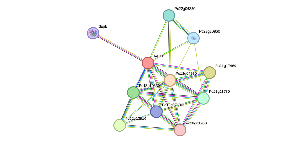 STRING protein interaction network