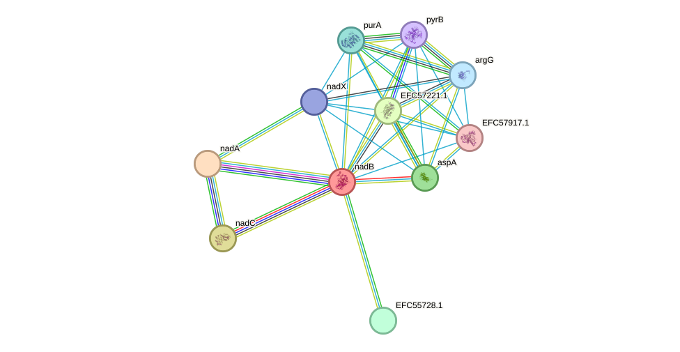 STRING protein interaction network