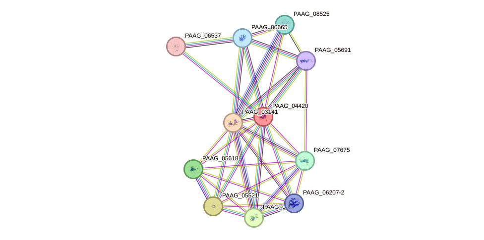 STRING protein interaction network