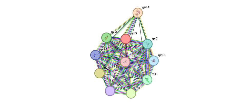 STRING protein interaction network