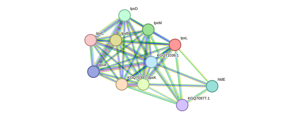 STRING protein interaction network