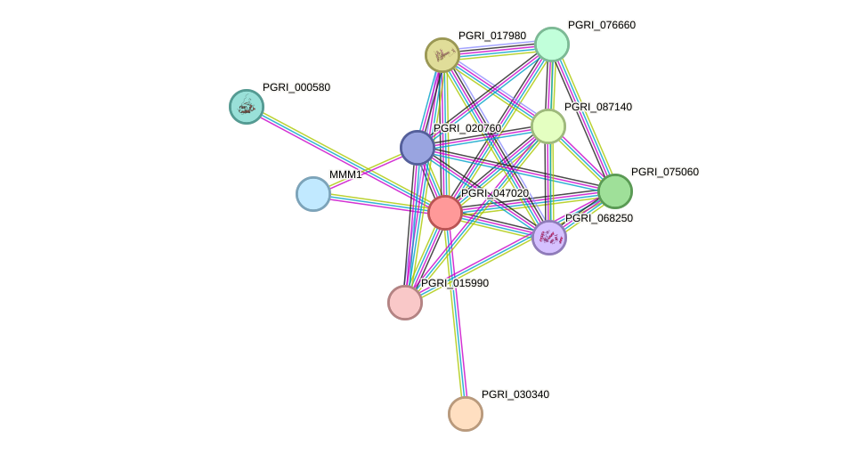 STRING protein interaction network