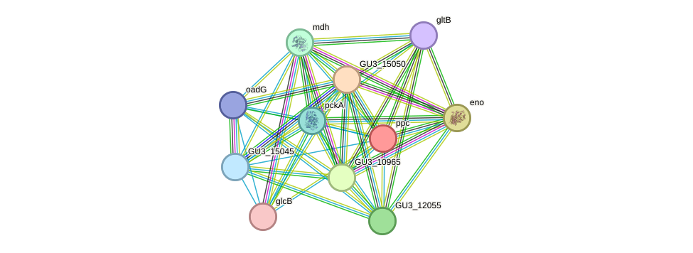 STRING protein interaction network