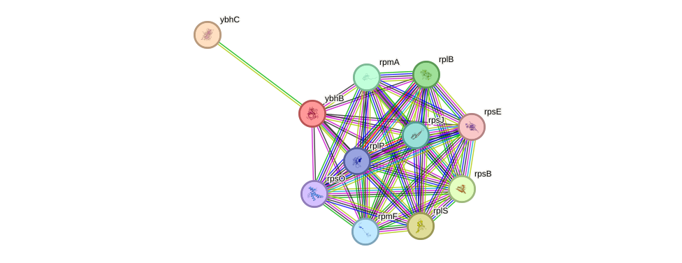 ybaY protein (Escherichia coli K12) - STRING interaction network