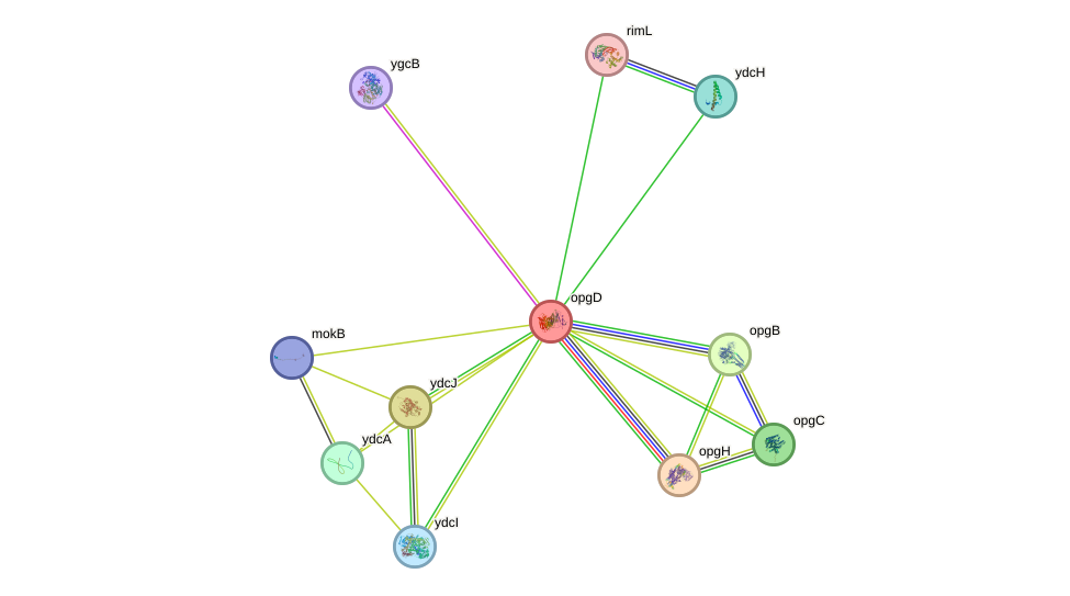 STRING protein interaction network