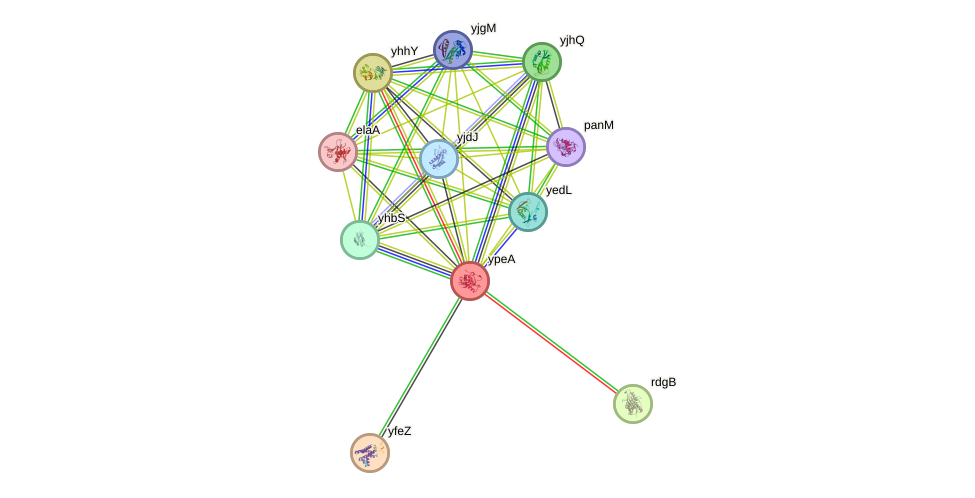 STRING protein interaction network