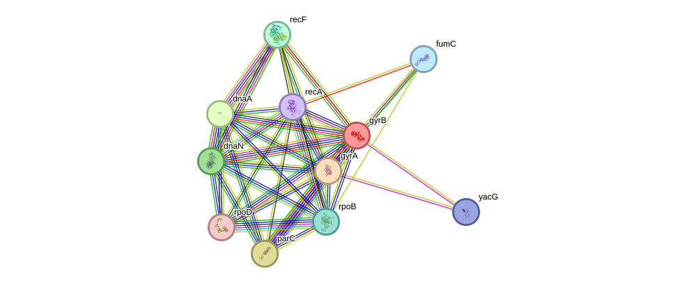 STRING protein interaction network