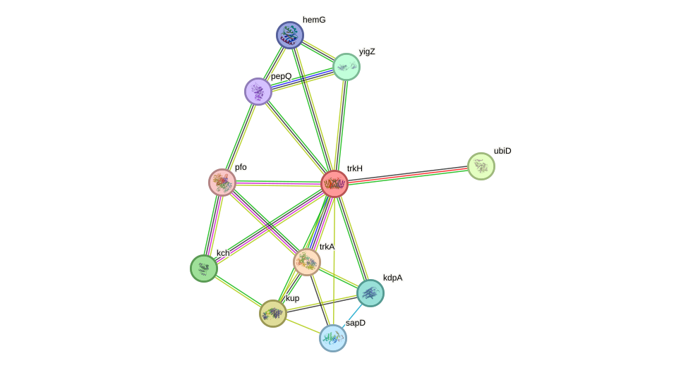 STRING protein interaction network