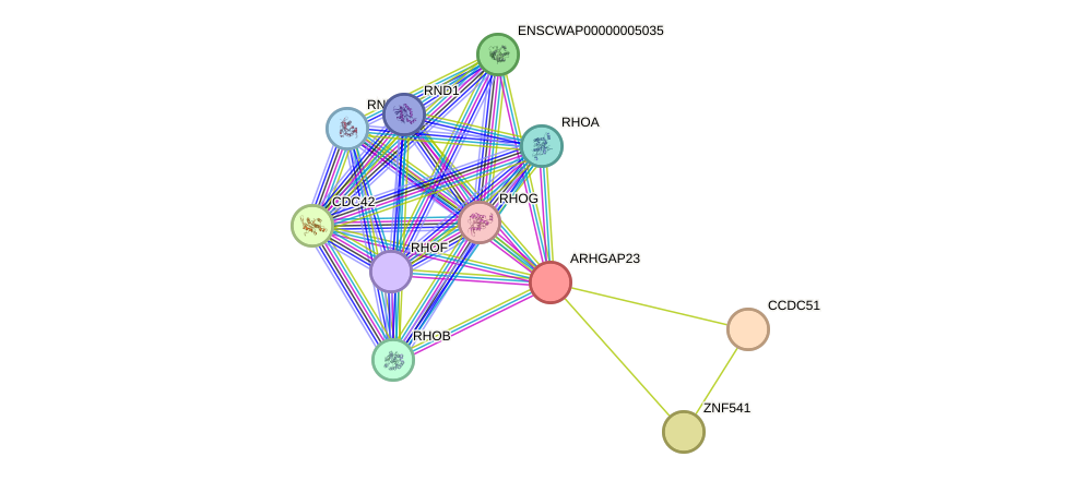STRING protein interaction network