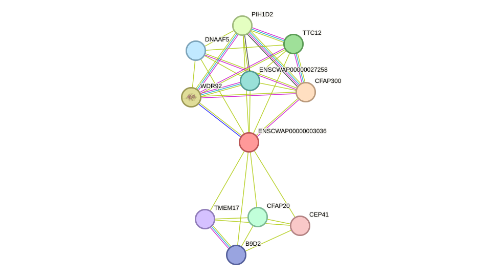 STRING protein interaction network