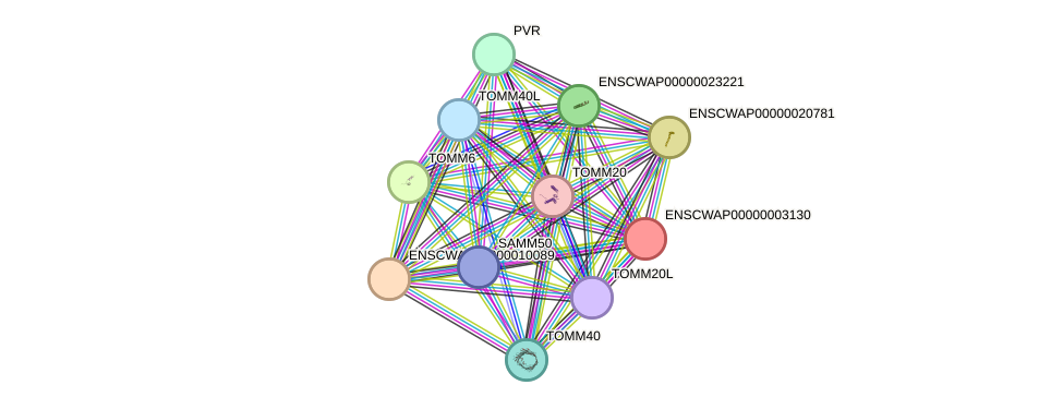 STRING protein interaction network