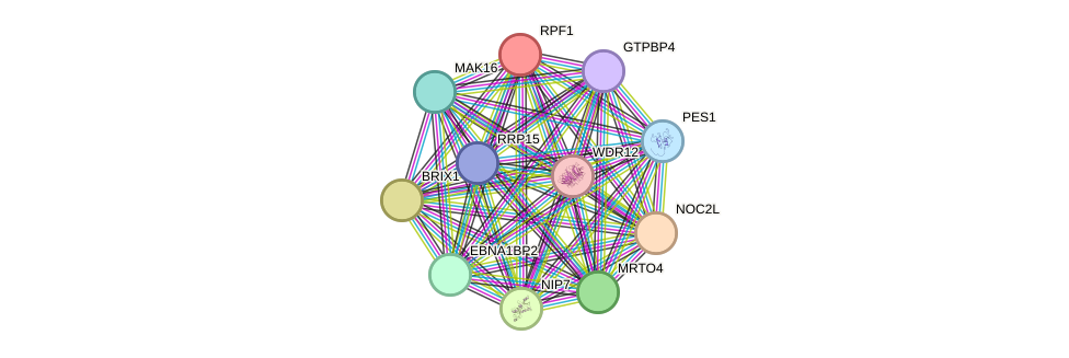 STRING protein interaction network