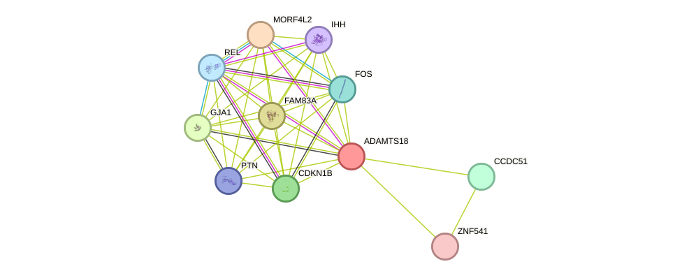 STRING protein interaction network