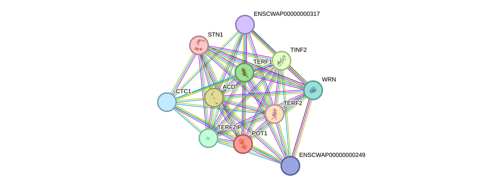 STRING protein interaction network