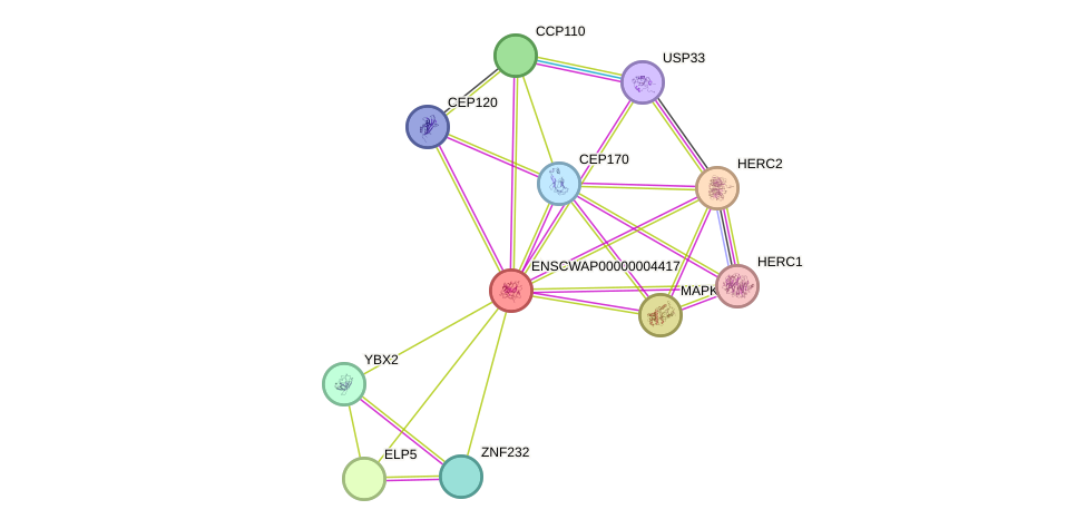 STRING protein interaction network