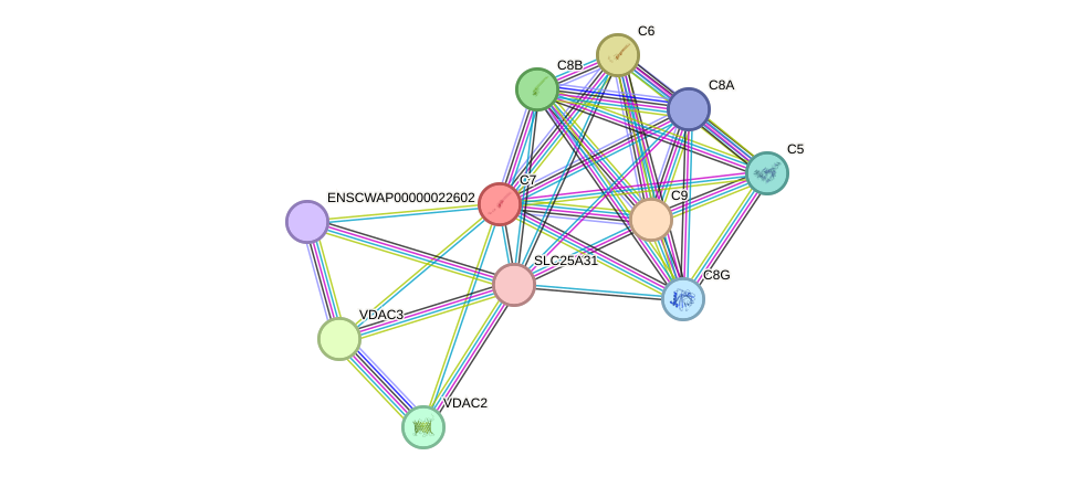 STRING protein interaction network