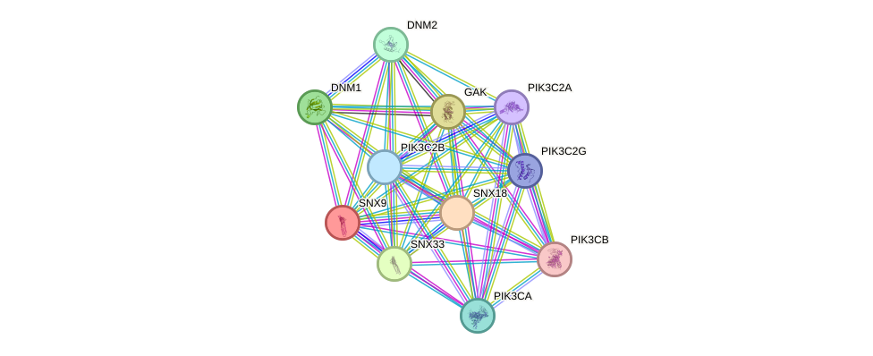 STRING protein interaction network