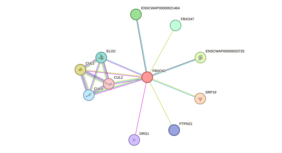 STRING protein interaction network