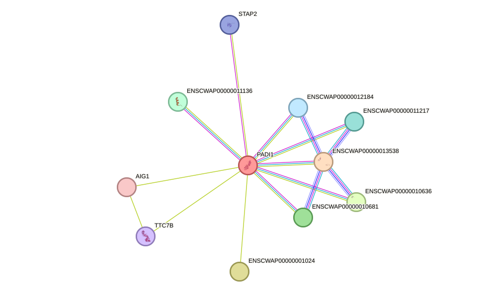 STRING protein interaction network