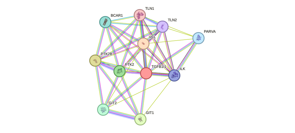 STRING protein interaction network