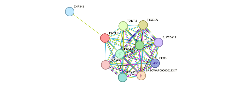 STRING protein interaction network