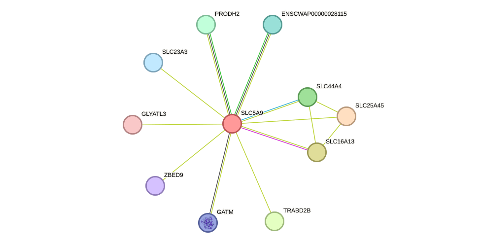 STRING protein interaction network