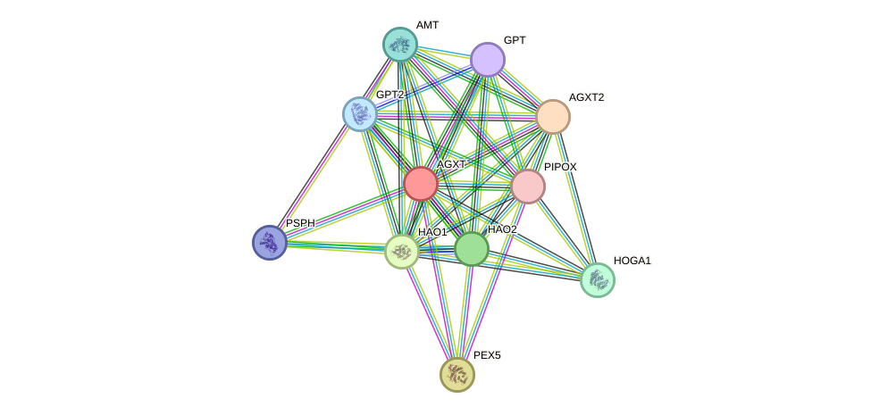 STRING protein interaction network