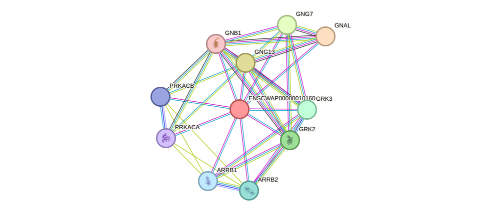 STRING protein interaction network