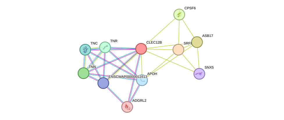 STRING protein interaction network