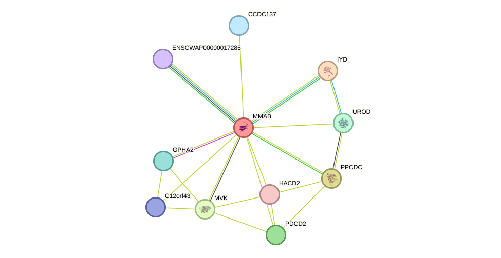 STRING protein interaction network