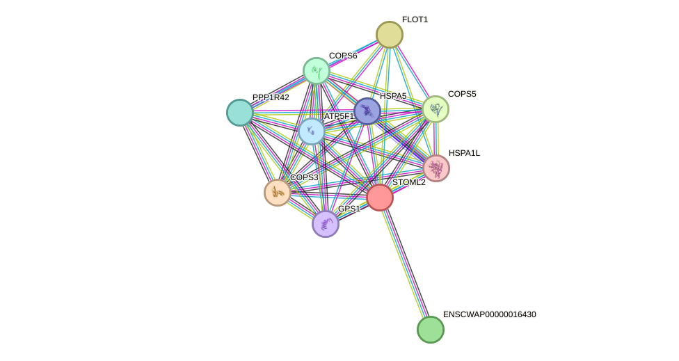 STRING protein interaction network