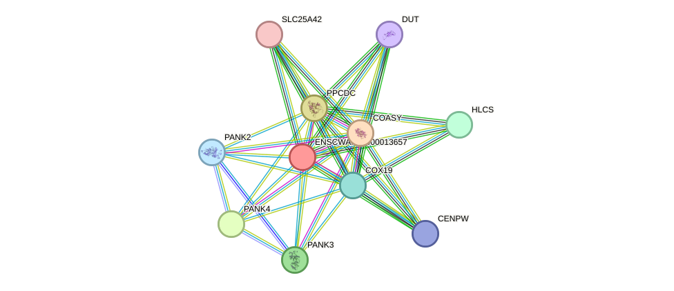 STRING protein interaction network