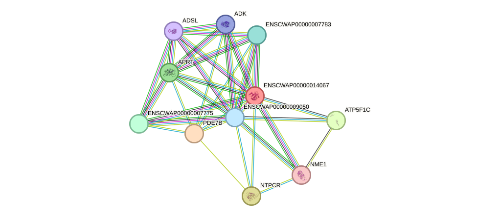 STRING protein interaction network