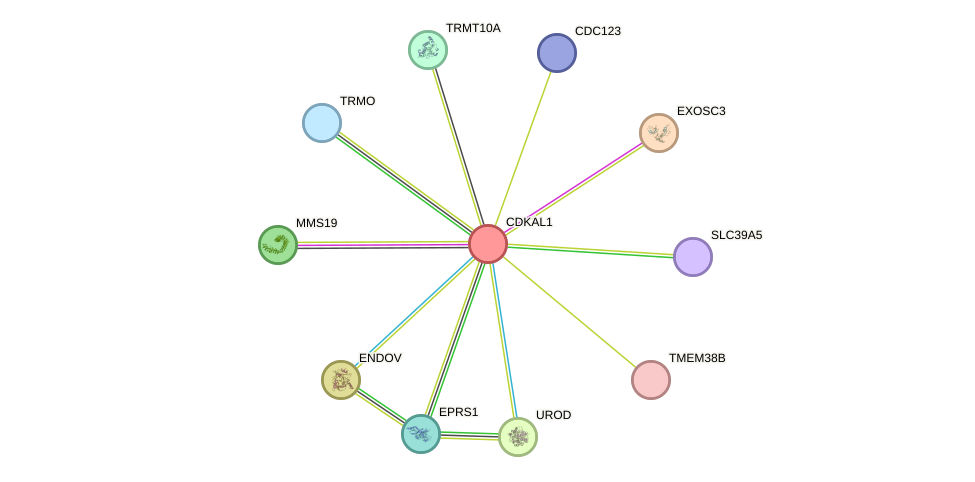 STRING protein interaction network