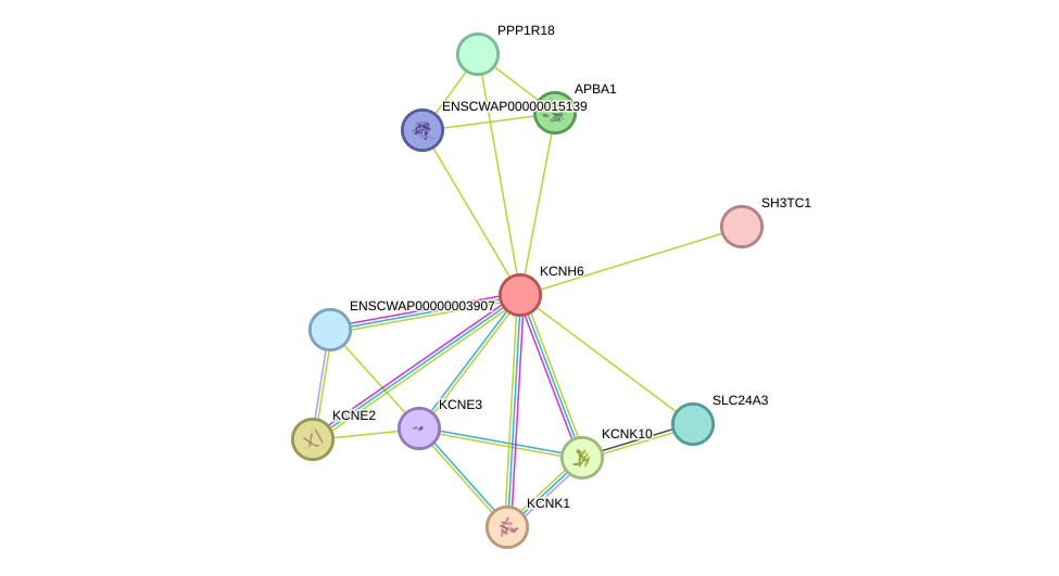 STRING protein interaction network