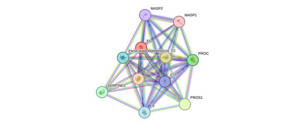 STRING protein interaction network